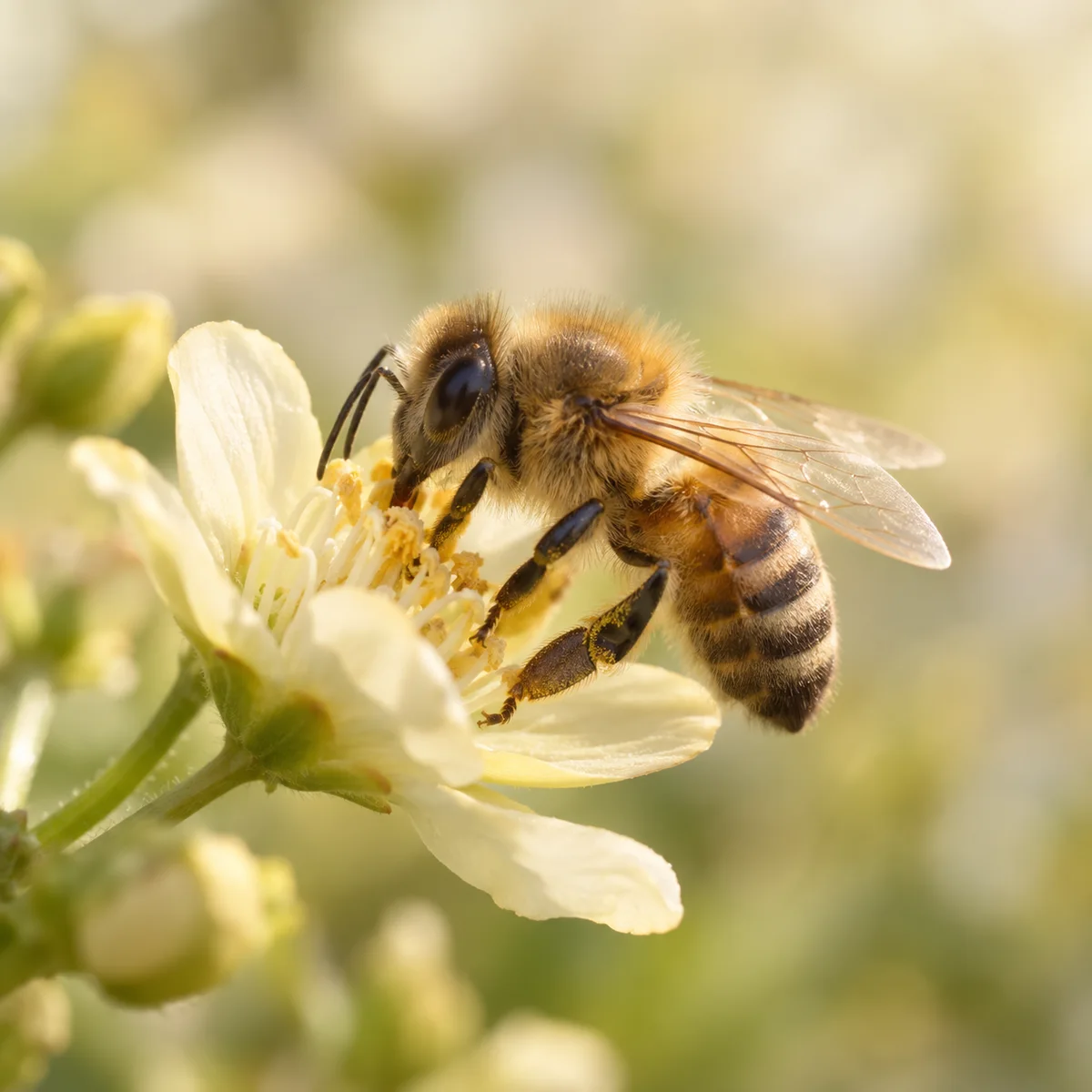 Illustrative honey bee on a flower